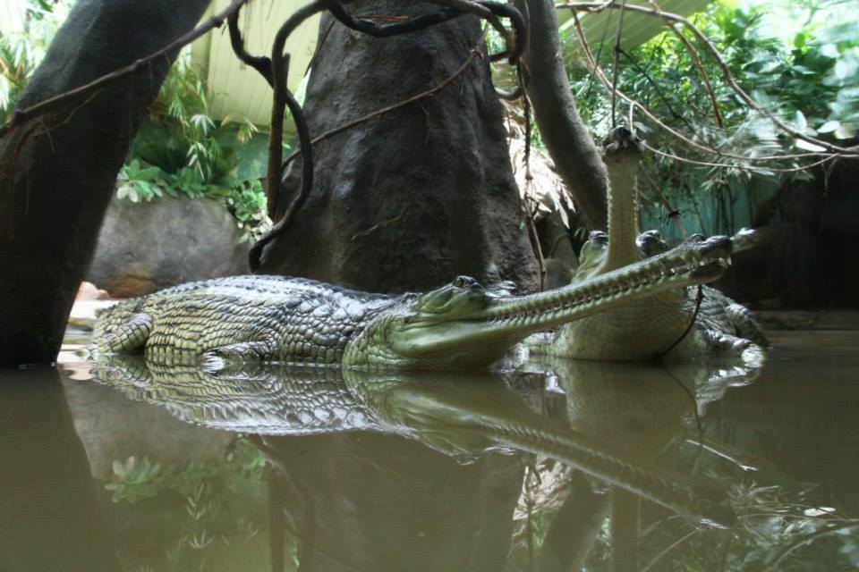 Pavilon Gaviálů, foto (c) Petr Velenský, Zoo Praha